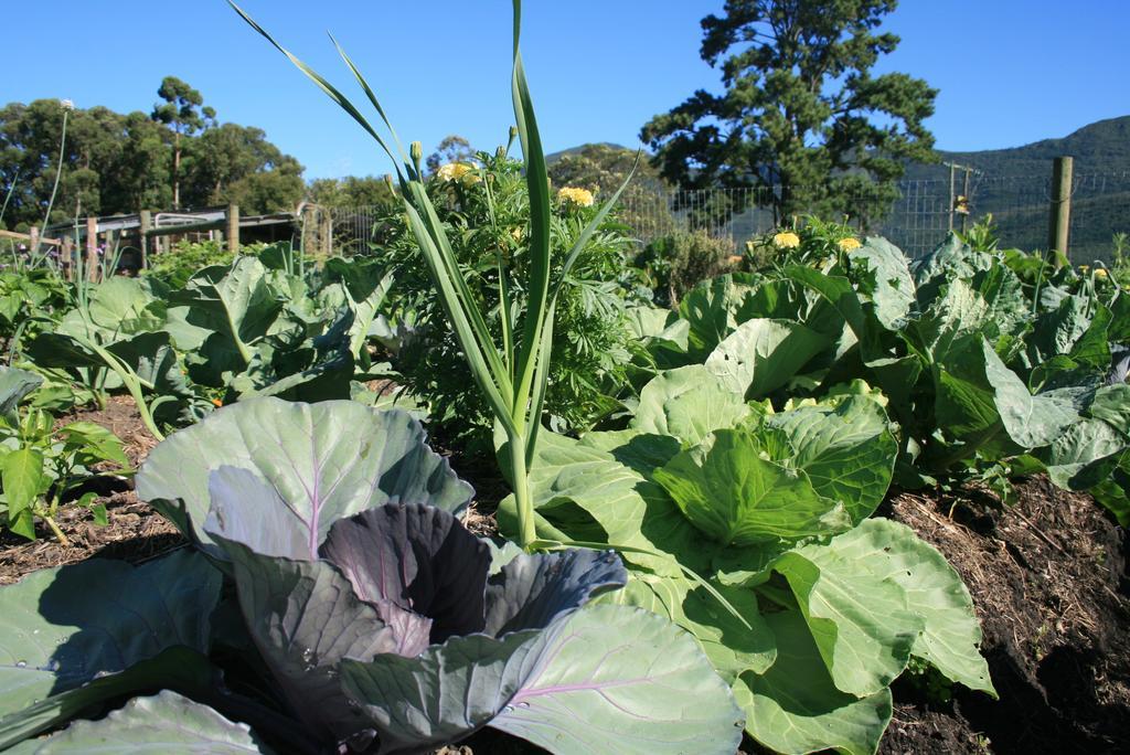 Love Earth Farm Sanddrif Exterior photo